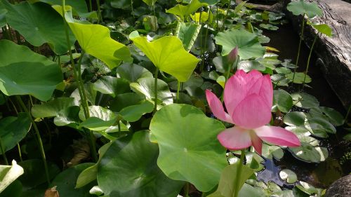 basin aquatic plant lotus flower