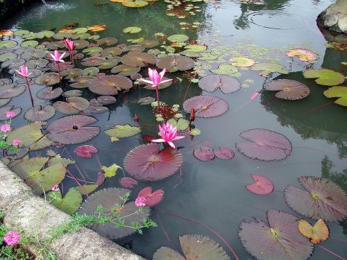 basin lotus water