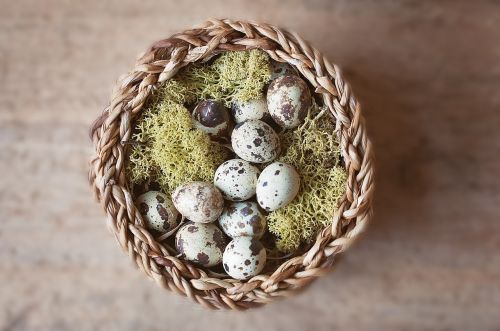 basket nest egg