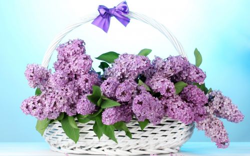 basket lilac bow