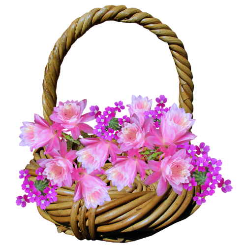 basket flowers cactus
