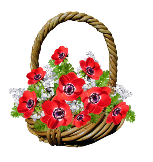 basket anemone red flowers