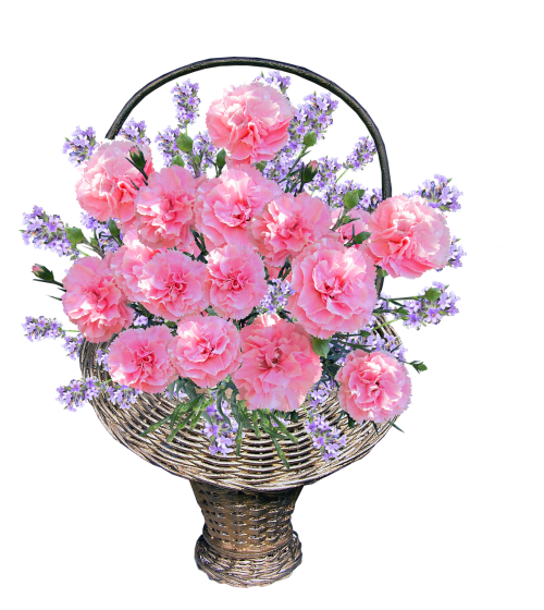 basket carnations pink
