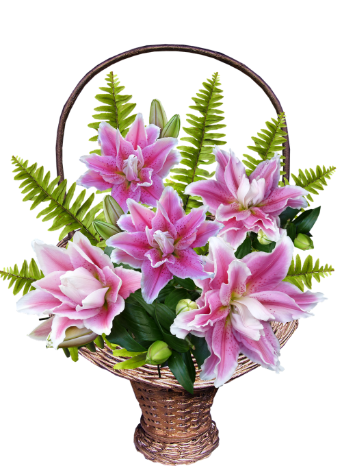 basket lily flowers