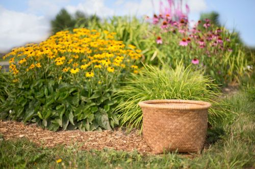 basket coneflowers wildflowers