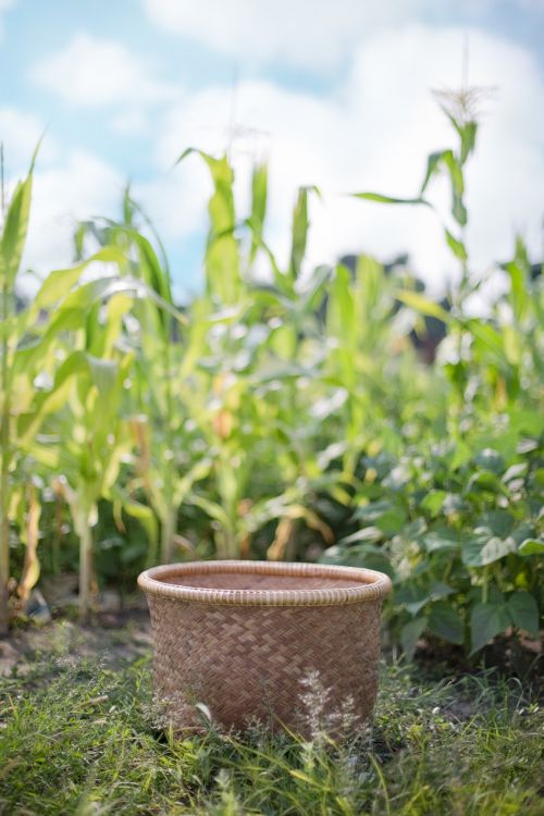 basket harvest crop