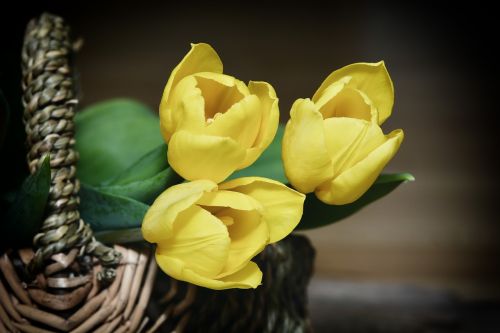 basket flowers tulips