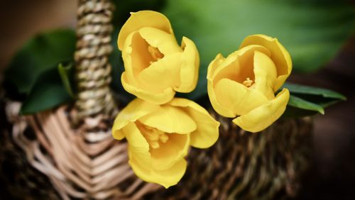 basket flower basket flowers