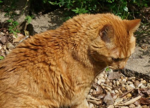 basking orange cat cat feline