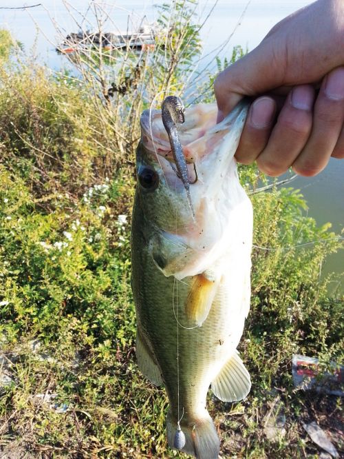 bass lure fishing