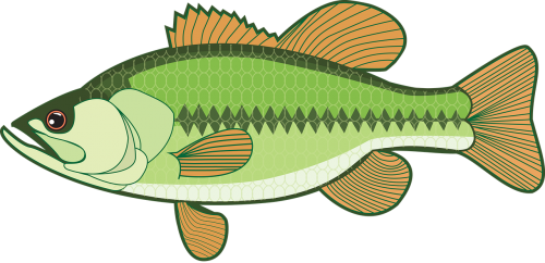 bass base fish