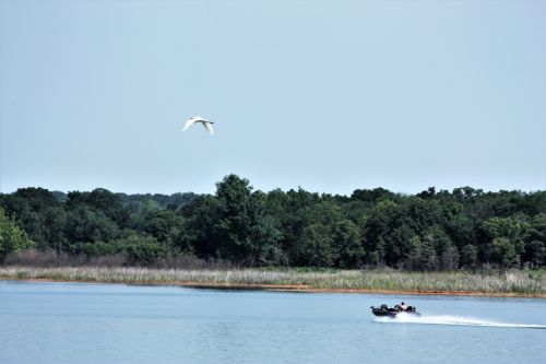 Bass Boat And Egret Racing
