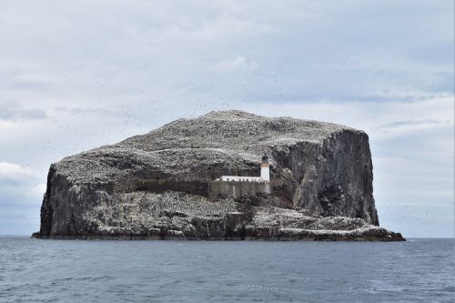 bass rock gannets seabird