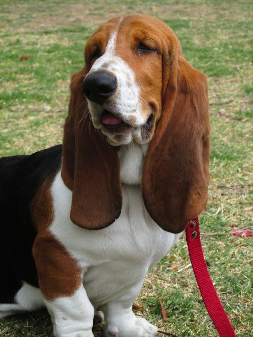 basset hound dog pet