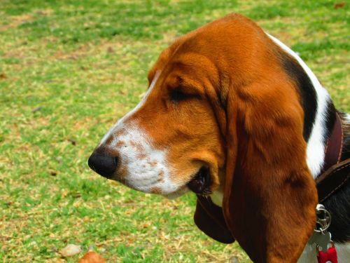 basset hound dog pet