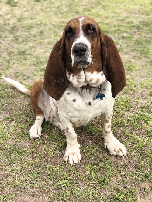 basset hound  cute  hounds