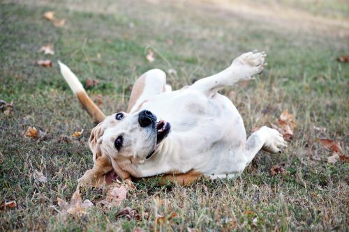 bassett hound dog