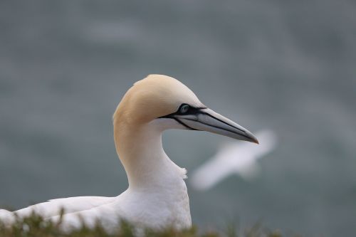 Gannets On Helgoland
