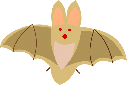 bat dracula animal