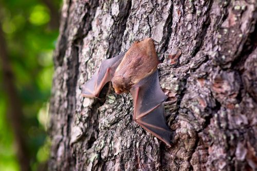 bat mammal wildlife