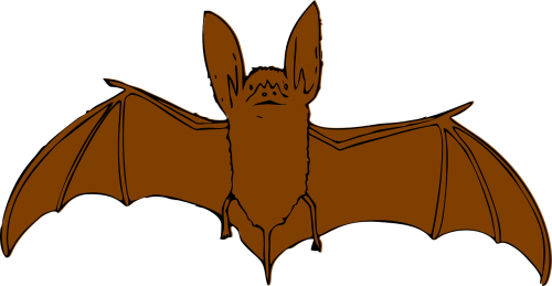 bat flying animal