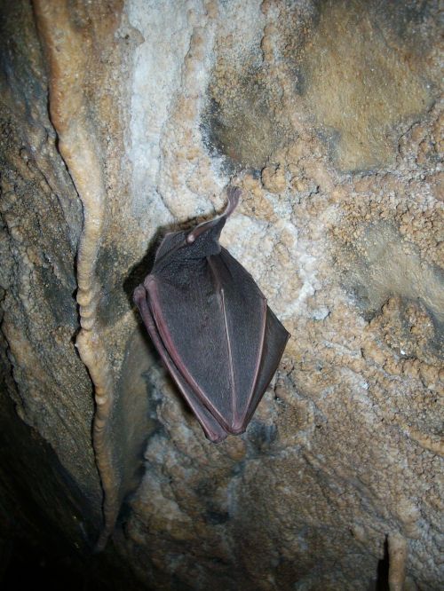 bat hibernation cave
