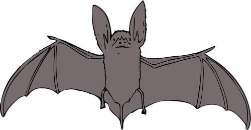 bat animals night
