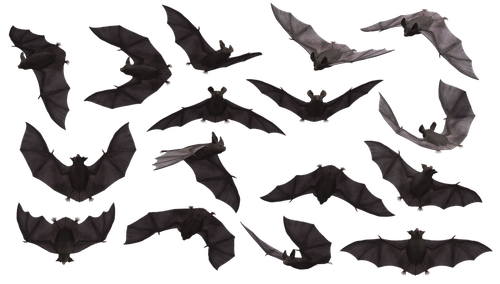 bat  bats  flying