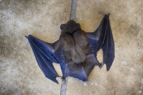 bat  close-up  animal