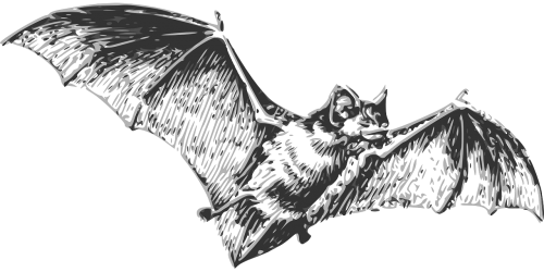 bat flying wings