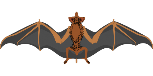 bat spread wings