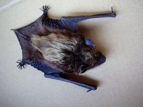 bat night mouse nature
