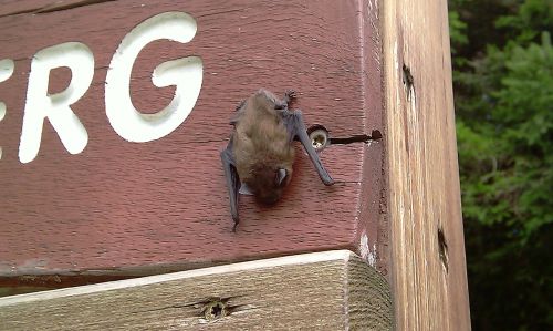 bat nature animal