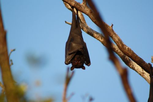 bat hanging wildlife