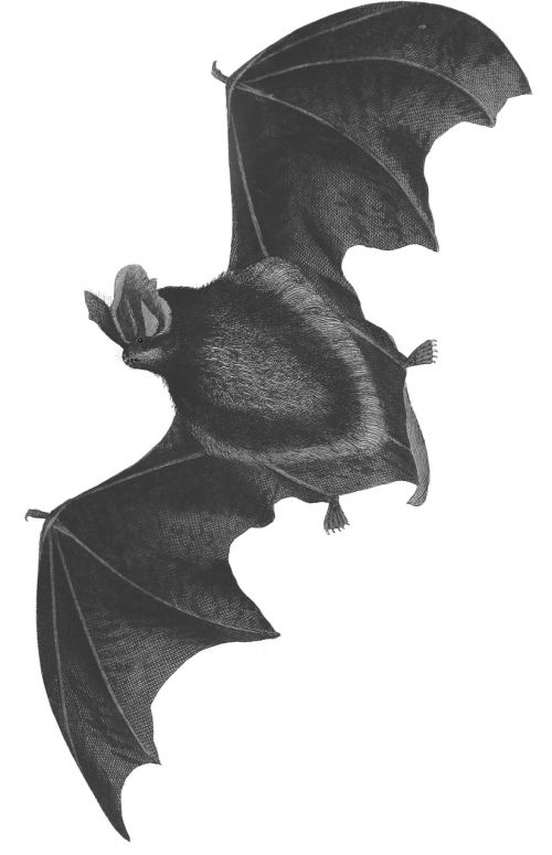 bat drawing vintage