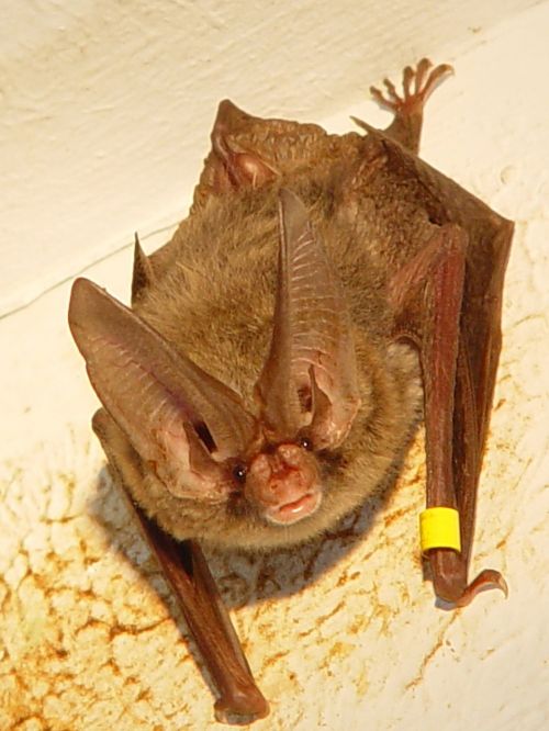 bat looking mammal