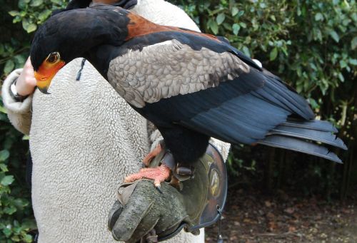 bateleur eagle raptor