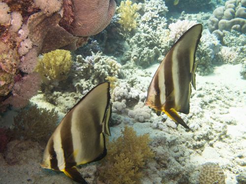batfish rotesmeer underwater