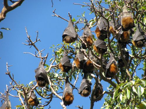 bats wildlife australia