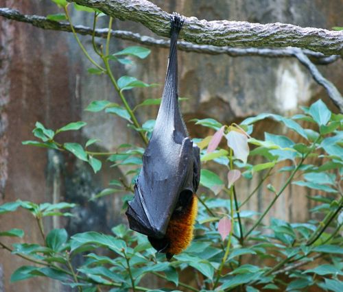 bats fruit bat giant bat