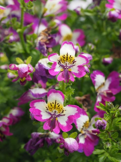 bauernorchidee flowers pink