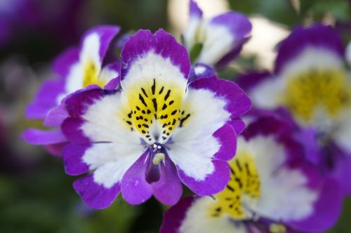 bauernorchidee ornamental flower ornamental plant