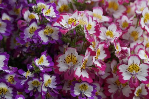 bauernorchidee flowers bloom