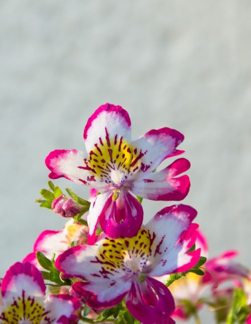 bauernorchidee balcony plant pink