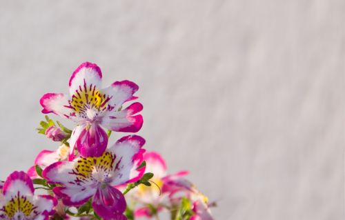 bauernorchidee balcony plant pink