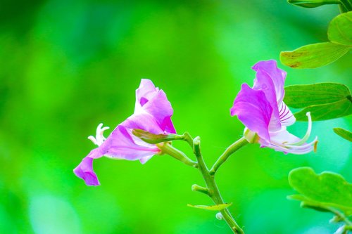 bauhinia  hong kong  flower