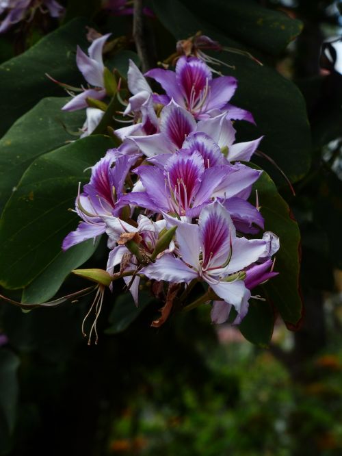 bauhinie flowers inflorescence