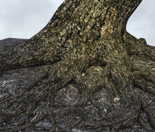 Tree With Roots