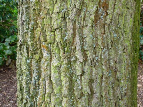 Tree Texture