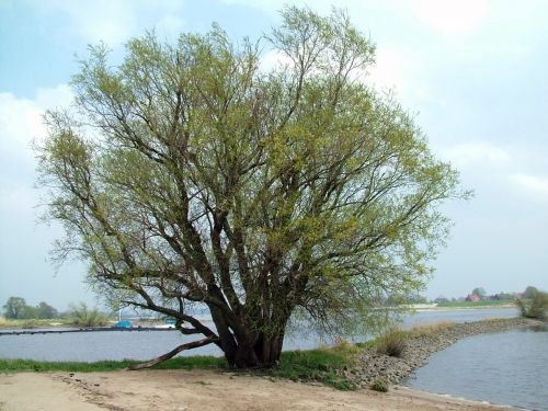 Tree Water Sand